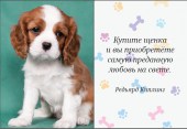 Собака-друг человека.2
